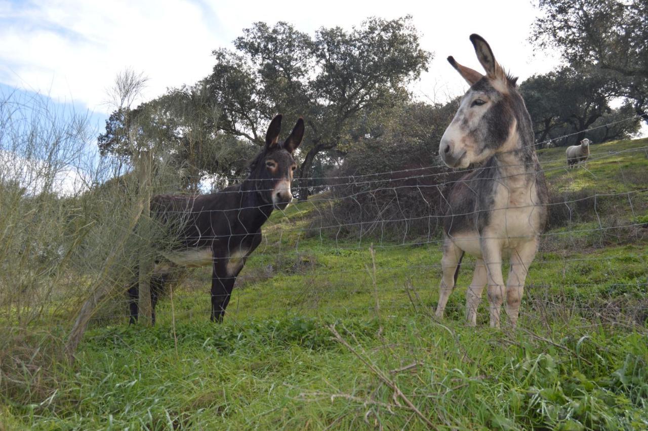 Herdade Ribeira De Borba Vakantieboerderij
